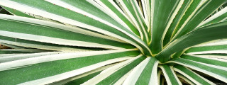 Large green white plant striped - white stripe free wallpaper