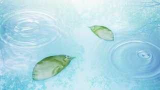 Two fish swimming water trees 2 - water free wallpaper for desktop