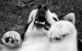 Dog mouth open teeth wide - tooth wide open free wallpaper