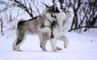 Husky dogs playing snow heads - husky free wallpaper for desktop