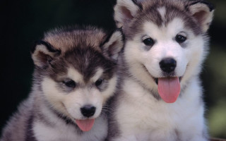 Husky dogs panting adorable shiba - husky free wallpaper