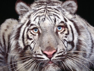 White tiger blue eyes black 3 - a white tiger free wallpaper