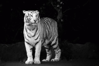 White tiger dark eyes closed - a white tiger free wallpaper