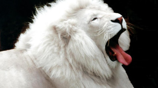 White lion open mouth tongue - a white lion free wallpaper