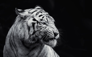 White tiger looking distance black - a white tiger free wallpaper for desktop