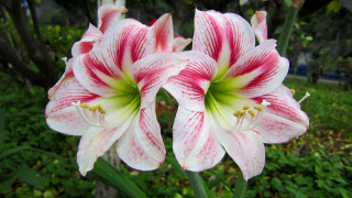 Pink white flowers garden green - a garden area free wallpaper