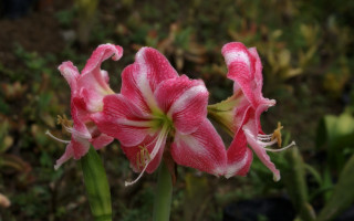 Pink flower white stripes green - white stripe free wallpaper