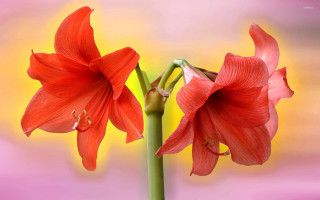 Red flowers yellow pink border - anne geddes free wallpaper for desktop