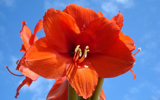 Large orange flower blue sky - boetius adamsz bolswert free wallpaper for desktop
