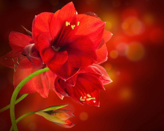Red flower green stem bokeh - anne dunn free wallpaper