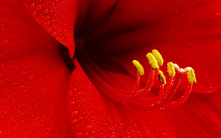 Red flower water droplets yellow 2 - a yellow staman free wallpaper for desktop