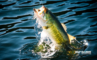 Large fish jumping water eating - a large fish free wallpaper