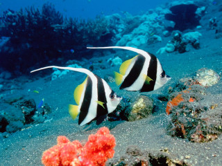 Black white fish sandy ocean - fish free wallpaper