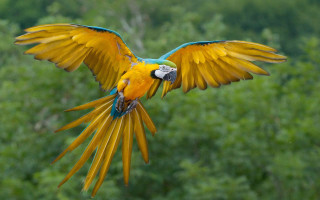 Blue yellow parrot flying forest - upper body free wallpaper for desktop
