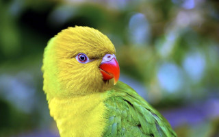 Yellow green bird red beak - upper body free wallpaper for desktop