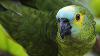 Green parrot yellow blue serious - a green parrot free wallpaper