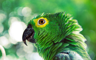 Green parrot yellow black feathers - feather free wallpaper for desktop