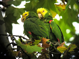 Two green parrots sitting on - animal free wallpaper for desktop