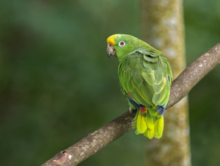 Green parrot branch tree blurry - upper body free wallpaper for desktop