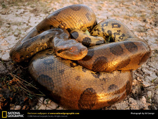 Large snake animals zoo outdoors - an illustration free wallpaper for desktop