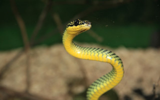 Yellow snake black head bokeh - animal photography free wallpaper