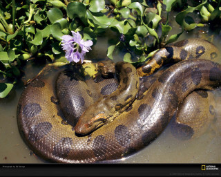 Large snake water plant purple - water next free wallpaper