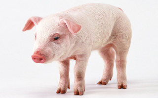 Small pig pink nose realistic - real life skin free wallpaper