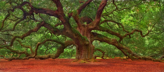 Large tree branches park red - the ground and trees free wallpaper