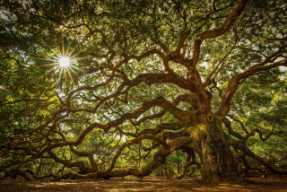 Large tree sunlight forest branches - a large tree free wallpaper