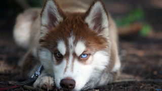 Dog blue eyes laying leash - a leash free wallpaper