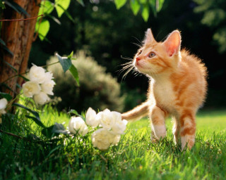 Kitten green field tree white - sunny day free wallpaper