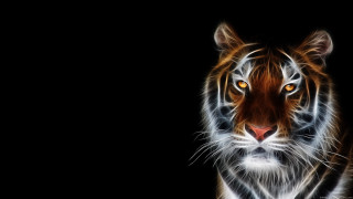 Tiger looking camera black background 2 - a tiger free wallpaper for desktop
