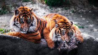 Two tigers laying rock zoo - a rock in a zoo enclosure free wallpaper for desktop