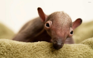 Hairless cat peeking blanket bed - animal free wallpaper for desktop