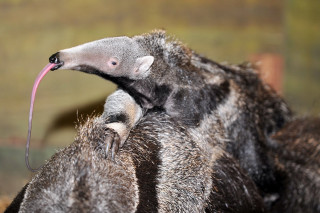 Anteater closeup pink beak tongue - clovis trouille free wallpaper for desktop