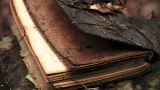 Book bookmark tree stump woods - a tree stump free wallpaper