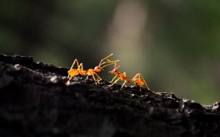 Ants walking together tree trunk - christopher williams free wallpaper for desktop