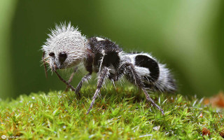 Insect mossy surface blurry grass - a blurry background of grass free wallpaper