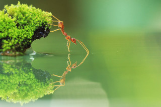 Ants plant water grass couple - anthony s waters free wallpaper