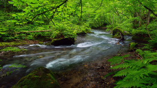 Lush stream forest trees plants - a lush green forest free wallpaper