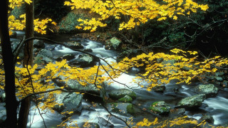 Stream forest yellow leaves rocks - nature free wallpaper