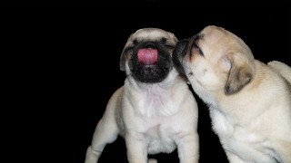 Small dogs playing black background - two small dog free wallpaper