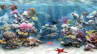 Large aquarium diverse fish vibrant - a large aquarium free wallpaper