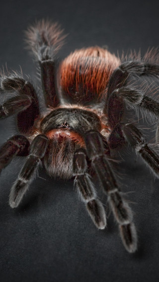 Spider closeup black background red - a close up of a spider free wallpaper