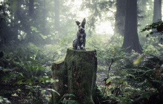 Dog stump woods forest trees - a statue free wallpaper
