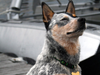 Dog boat looking up eyes - aloysius okelly free wallpaper