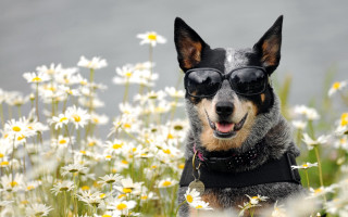 Dog sunglasses black vest daisies - a lake in the background free wallpaper