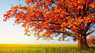 Red leaves tree grassy field - grass and trees free wallpaper