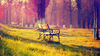 Park bench grass trees cemetery 2 - a cemetery in the background free wallpaper