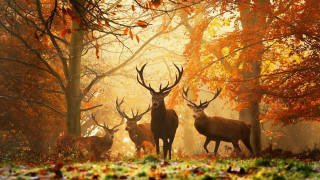 Deer forest trees leaves group 2 - wildlife photography free wallpaper